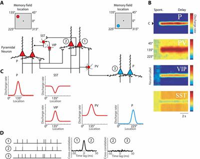 Plasticity of Persistent Activity and Its Constraints